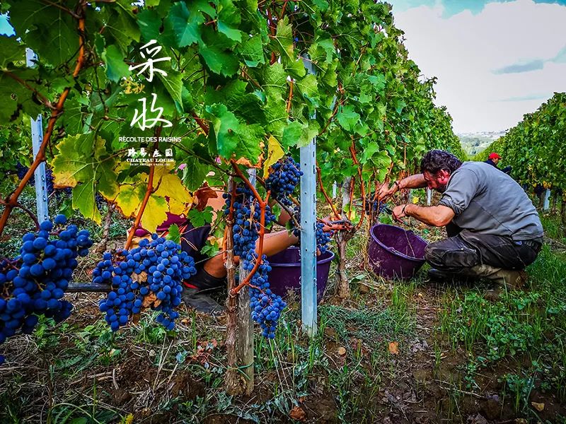 葡萄酒的有机种植、生物动力法，到底是什么意思？
