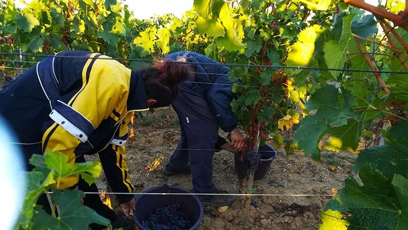 葡萄酒的有机种植、生物动力法，到底是什么意思？